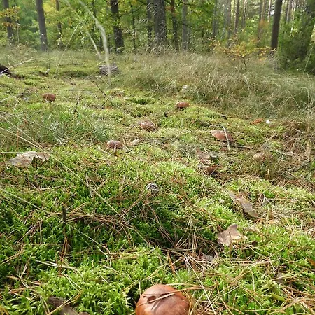 Mazurska Bajka Kolo Grunwaldu Mielno (Ostroda)