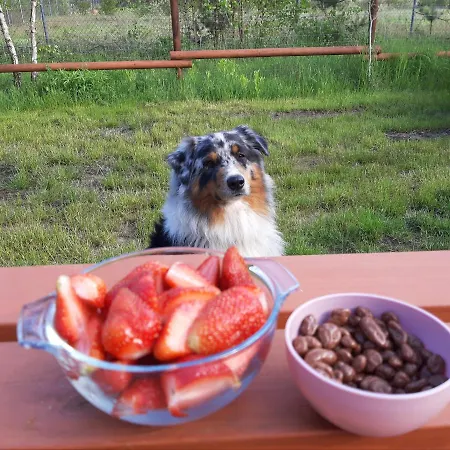 Mazurska Bajka Kolo Grunwaldu Camping