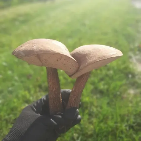 Mazurska Bajka Kolo Grunwaldu
